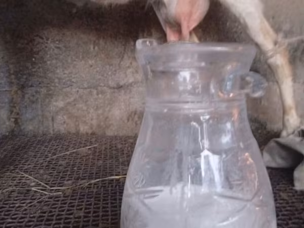 Продаю козы, дойные 
село Кок жар