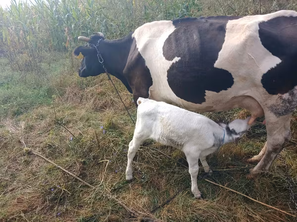 公牛, Holstein breed