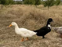Ducks — الصورة 4