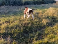 Kuh, Rinder — Foto 1