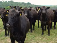 Cow, Aberdeen-Angus — photo 3