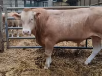 Toro, Ganado vacuno — foto 1