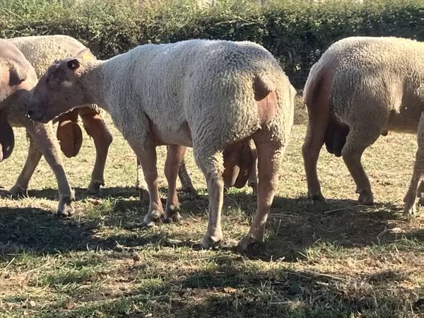 公羊, Charollais sheep