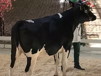 母牛, Holstein breed — 照片 2