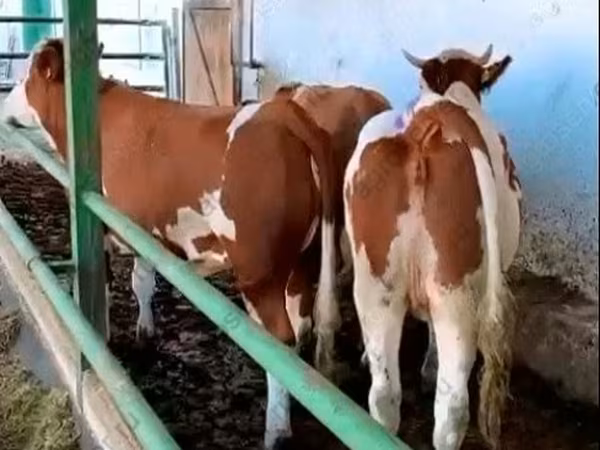 母牛, Simmental cattle