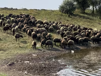 母羊, Sheep — 照片 4