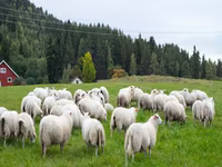 Субпродукты говядина, баранина, конина закупаем на постояной основе. Viber WhatsApp Telegram. — photo 3