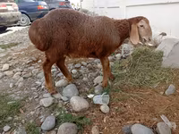 母羊, Arashan sheep — 照片 1