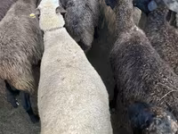 母羊, Sheep — 照片 2