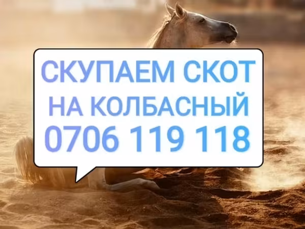 Horses