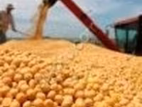 Соя экструдированная полножирная 37-39% — फ़ोटो 2