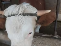 公牛, Holstein breed — 照片 6