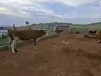 Vaca, Ganado vacuno — foto 3
