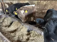 公牛, Cattle — 照片 1