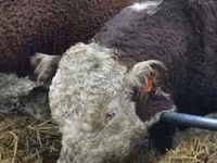 Toro, Russian Black pied cattle — foto 8