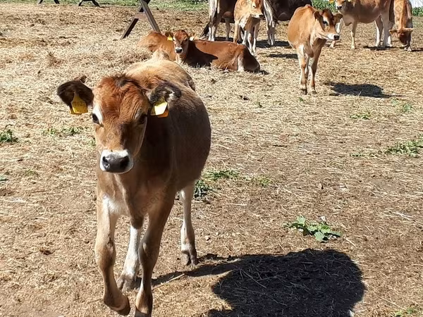 公牛, Jersey breed