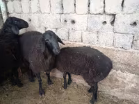 公羊, Sheep — 照片 6