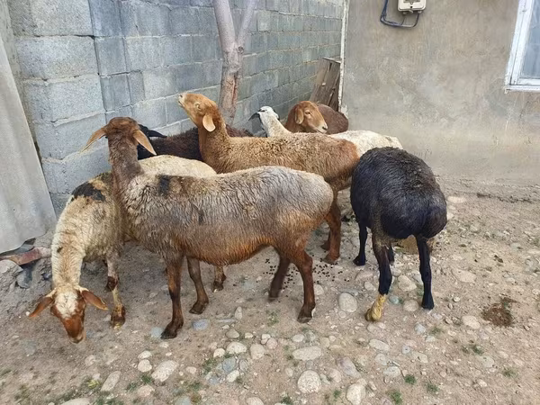 Oveja, Ovejas — Kirguistán