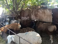 Sheep, Rhon sheep — photo 7