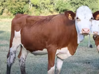 Cow, Montbéliarde — photo 2