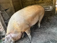 母猪, Pigs — 照片 1