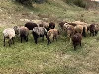 母羊, Sheep — 照片 3