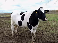 Vaca, Raza Holstein — foto 2