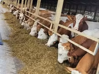 Toro, Raza Holstein — foto 8