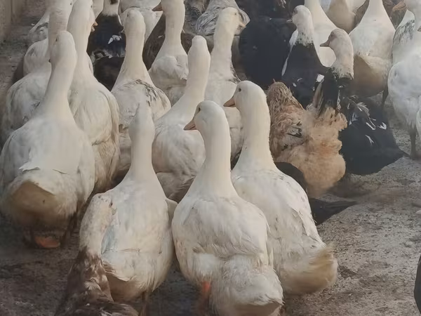 家养麝香鸭