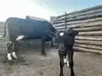 गाय, मवेशी — फ़ोटो 2