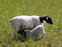 Sheep, Kuibyshev sheep — photo 5