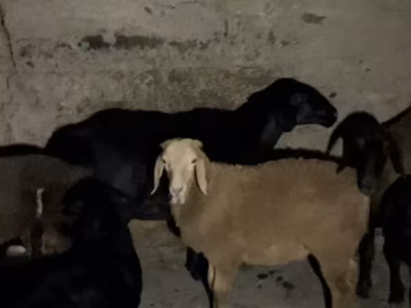 Sheep