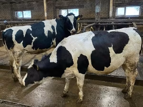 母牛, Holstein breed