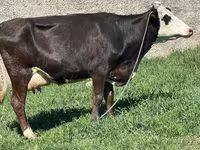 母牛, Cattle — 照片 7