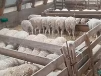 母羊, Sheep — 照片 5
