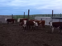 母牛, Kazakh White-headed cow — 照片 2