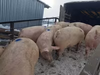 公猪, Pigs — 照片 6