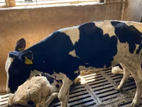 Cow, Holstein breed — photo 2