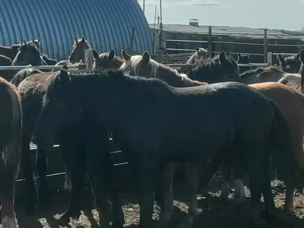 公马, Horse breed