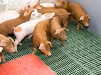 公猪, Pigs — 照片 1