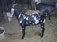 बकरा, Beetal goats — फ़ोटो 3