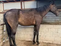 घोड़ा, Arabian horse — फ़ोटो 2