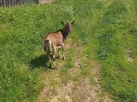 Goat, Goats — photo 2