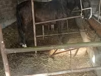 Stute, Friesian sport horse — Foto 1