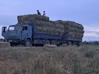 Сено в тюках (пресс-подборщик, стандартный прямоугольный тюк). - — photo 3
