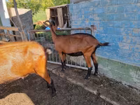 Cabra, Alpine goat — foto 3