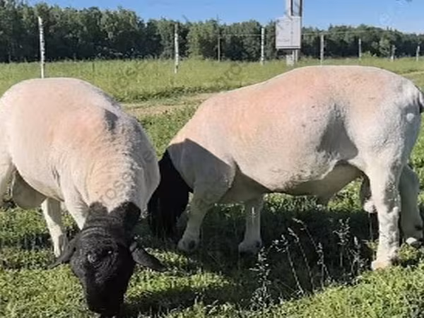 Ram, Dorper sheep