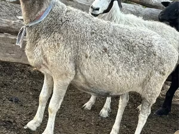 Oveja, Ovejas — Kazajistán