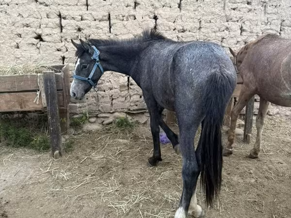 公马, Friesian sport horse