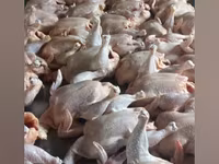 Chickens — 照片 2